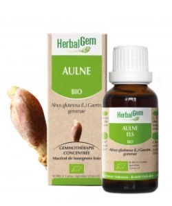 Aulne (Alnus glutinosa) bourgeon BIO, 15 ml